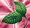 Card icon